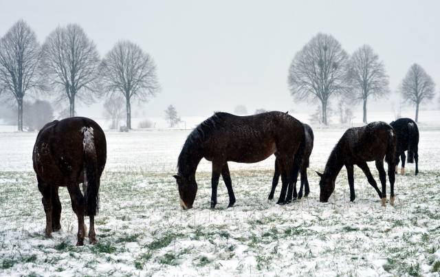 Die Stutenherde des Gestt Hmelschenburg am 9. Dezember 2012 - links Klassic, in der Mitte Guendalina mit ihrem Hengstfohlen von Saint Cyr, Foto: Beate Langels, Trakehner Gestt Hmelschenburg - Beate Langels