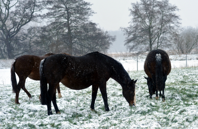 vorn Tavolara v. Exclusiv -  Gestt Hmelschenburg am 9. Dezember 2012, Foto: Beate Langels, Trakehner Gestt Hmelschenburg - Beate Langels
