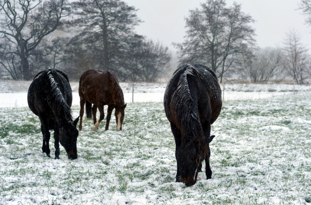 Die Stutenherde des Gestt Hmelschenburg am 9. Dezember 2012 - v.li.n.re: Elitestute Vicenza, Pr.u.StPrSt. Klassic und die Prmienanwrterin Kaiserspiel, Foto: Beate Langels, Trakehner Gestt Hmelschenburg - Beate Langels