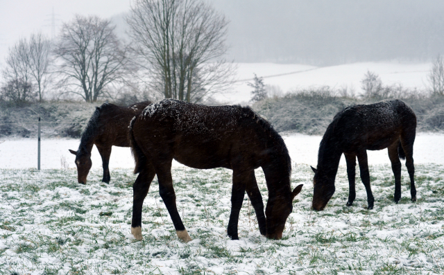 Pr.u.StPrSt. Karena mit den Hengstfohlen von Saint Cyr x Guendalina und rechts das Hengstfohlen von Summertime x Schwalbenspiel - Gestt Hmelschenburg am 9. Dezember 2012, Foto: Beate Langels, Trakehner Gestt Hmelschenburg - Beate Langels