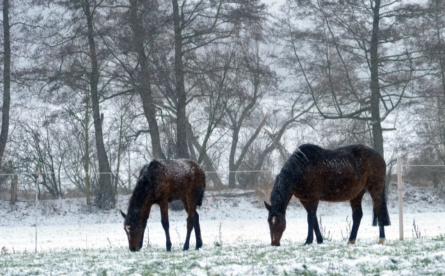 Elitestute Kalmar und ihre Tochter von Freudenfest - Gestt Hmelschenburg am 9. Dezember 2012, Foto: Beate Langels, Trakehner Gestt Hmelschenburg - Beate Langels