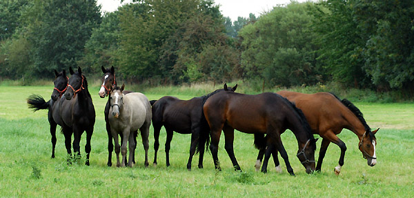 Ein- und Zweijhrige Hengste und Wallache im Trakehner Gestt Hmelschenburg - Foto: Beate Langels