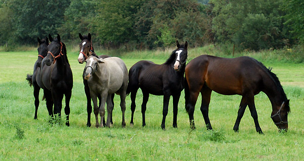 Ein- und Zweijhrige Hengste und Wallache im Trakehner Gestt Hmelschenburg - Foto: Beate Langels