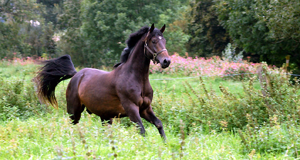Ein- und Zweijhrige Hengste und Wallache im Trakehner Gestt Hmelschenburg - Foto: Beate Langels