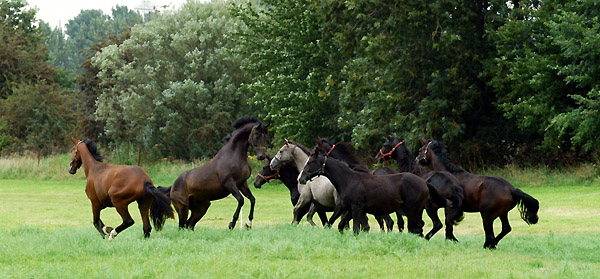 Ein- und Zweijhrige Hengste und Wallache im Trakehner Gestt Hmelschenburg - Foto: Beate Langels