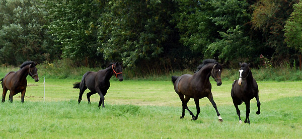 Ein- und Zweijhrige Hengste und Wallache im Trakehner Gestt Hmelschenburg - Foto: Beate Langels