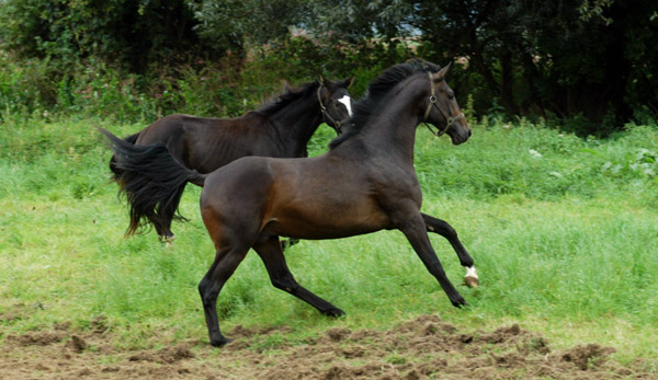 Ein- und Zweijhrige Hengste und Wallache im Trakehner Gestt Hmelschenburg - Foto: Beate Langels