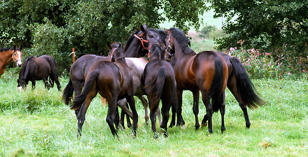 Ein- und Zweijhrige Hengste und Wallache im Trakehner Gestt Hmelschenburg - Foto: Beate Langels