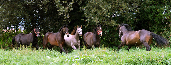 Ein- und Zweijhrige Hengste und Wallache im Trakehner Gestt Hmelschenburg - Foto: Beate Langels