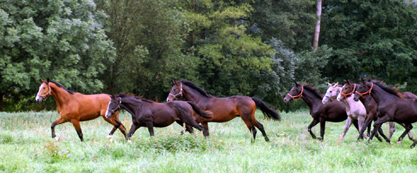 Ein- und Zweijhrige Hengste und Wallache im Trakehner Gestt Hmelschenburg - Foto: Beate Langels