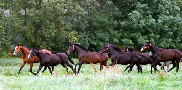 Ein- und Zweijhrige Hengste und Wallache im Trakehner Gestt Hmelschenburg - Foto: Beate Langels