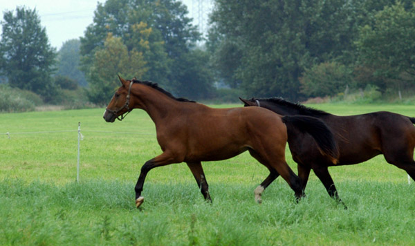 Ein- und Zweijhrige Hengste und Wallache im Trakehner Gestt Hmelschenburg - Foto: Beate Langels