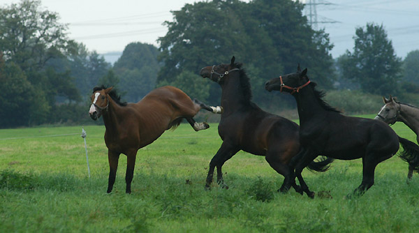 Ein- und Zweijhrige Hengste und Wallache im Trakehner Gestt Hmelschenburg - Foto: Beate Langels