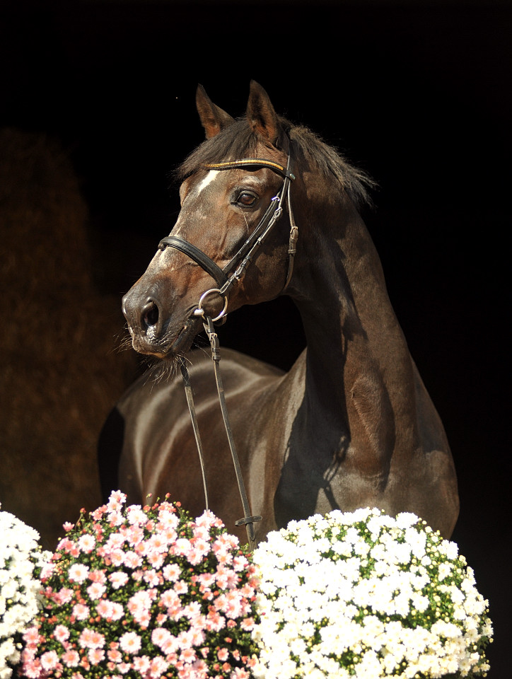 Exclusiv v. Starway (23jhrig) - 26. September 2015 - Foto Beate Langels - Gestt Hmelschenburg