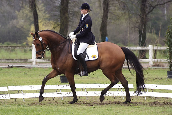 Trakehner Wallach Pompon von Freudenfest und Luise Wessely