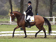 Trakehner Wallach Pompon v. Freudenfest - Comedy Star xx und Luise Wessely