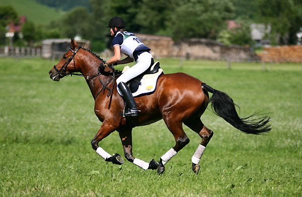 Trakehner Wallach Pompon von Freudenfest und Luise Wessely