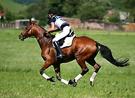 Trakehner Wallach Pompon v. Freudenfest - Comedy Star xx und Luise Wessely