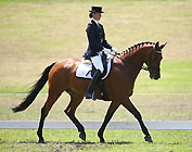 Trakehner Wallach Pompon v. Freudenfest - Comedy Star xx und Luise Wessely