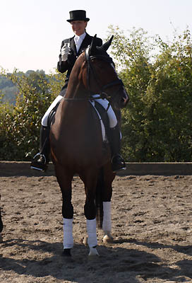 Viareggio - Dunkelbrauner Trakehner Wallach von Exclusiv - Showmaster und Felicitas Tebbe