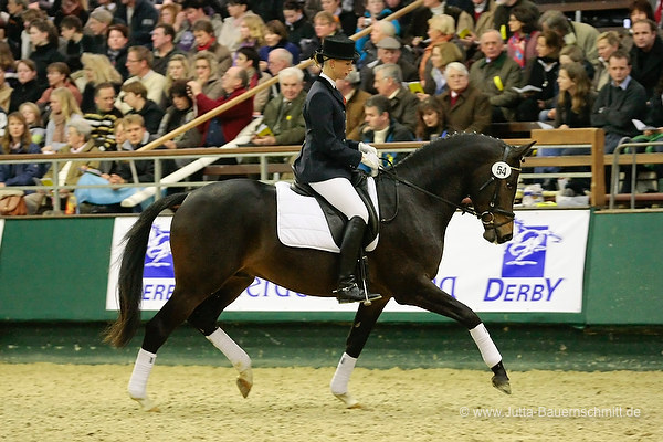 Trakehner Prmienhengst SAINT CYR v. Kostolany u.d. Elitestute Schwalbenspiel v. Exclusiv - Foto: Jutta Bauernschmitt - Trakehner Gestt Hmelschenburg