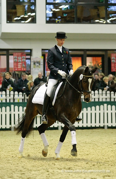 Trakehner Prmienhengst SAINT CYR v. Kostolany u.d. Elitestute Schwalbenspiel v. Exclusiv - Foto: Jutta Bauernschmitt - Trakehner Gestt Hmelschenburg