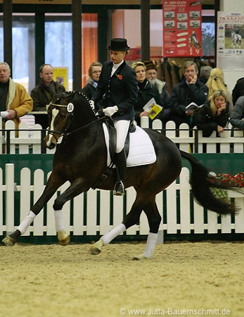 Trakehner Prmienhengst SAINT CYR v. Kostolany u.d. Elitestute Schwalbenspiel v. Exclusiv - Foto: Jutta Bauernschmitt - Trakehner Gestt Hmelschenburg