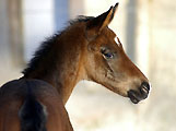 Januar 2009 im Trakehner Gestüt Hämelschenburg