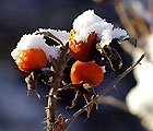 Januar 2009 im Trakehner Gestüt Hämelschenburg