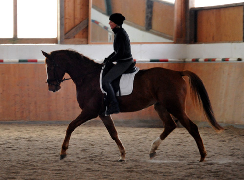 Trakehner Wallach von Freudenfest u.d. Mainau v. Caanitz