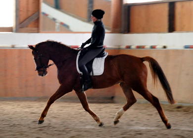 Trakehner Wallach von Freudenfest u.d. Mainau v. Caanitz