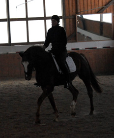 Trakehner Wallach von Freudenfest u.d. Mainau v. Caanitz