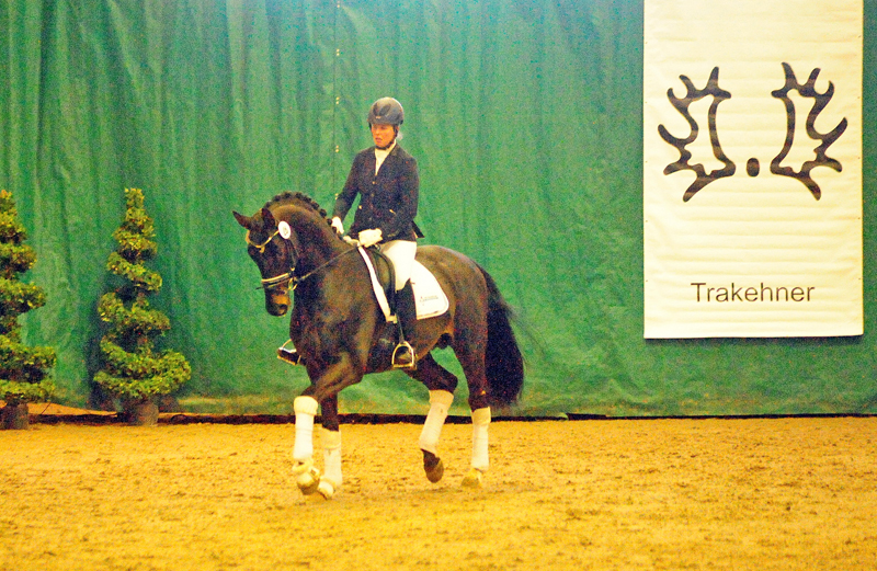 4jhriger Trakehner Hengst Under and Over von Saint Cyr u.d. Pr.St. Under the moon v. Easy Game - Foto: Beate Langels - Trakehner Gestt Hmelschenburg