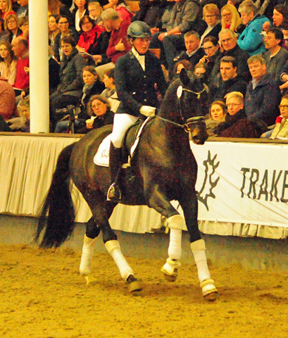 4jhriger Trakehner Hengst Under and Over von Saint Cyr u.d. Pr.St. Under the moon v. Easy Game - Foto: Beate Langels - Trakehner Gestt Hmelschenburg