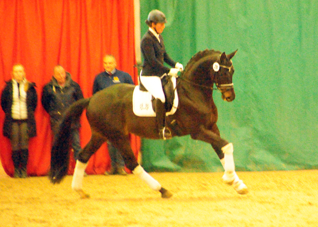 4jhriger Trakehner Hengst Under and Over von Saint Cyr u.d. Pr.St. Under the moon v. Easy Game - Foto: Beate Langels - Trakehner Gestt Hmelschenburg