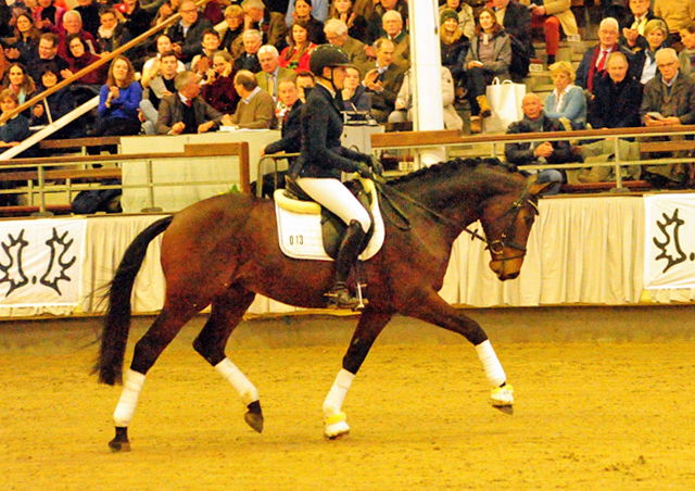 Special Motion von High Motion x Imperio  - Gestt Hmelschenburg - Foto: Beate Langels