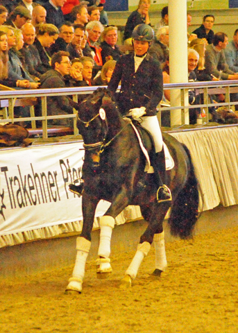 4jhriger Trakehner Hengst Under and Over von Saint Cyr u.d. Pr.St. Under the moon v. Easy Game - Foto: Beate Langels - Trakehner Gestt Hmelschenburg