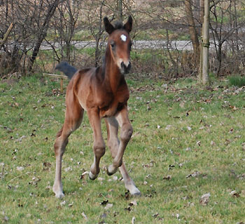 Hengstfohlen von Showmaster - Michelangelo (1 Tag alt) - Foto: Sabine Langels