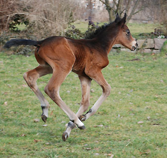 Hengstfohlen von Showmaster - Michelangelo (1 Tag alt) - Foto: Sabine Langels