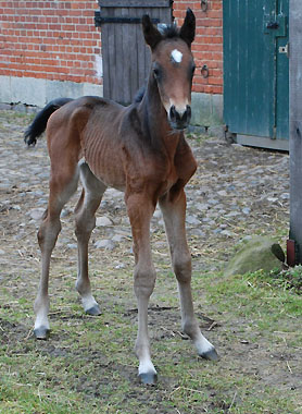 Hengstfohlen von Showmaster - Michelangelo (1 Tag alt) - Foto: Sabine Langels