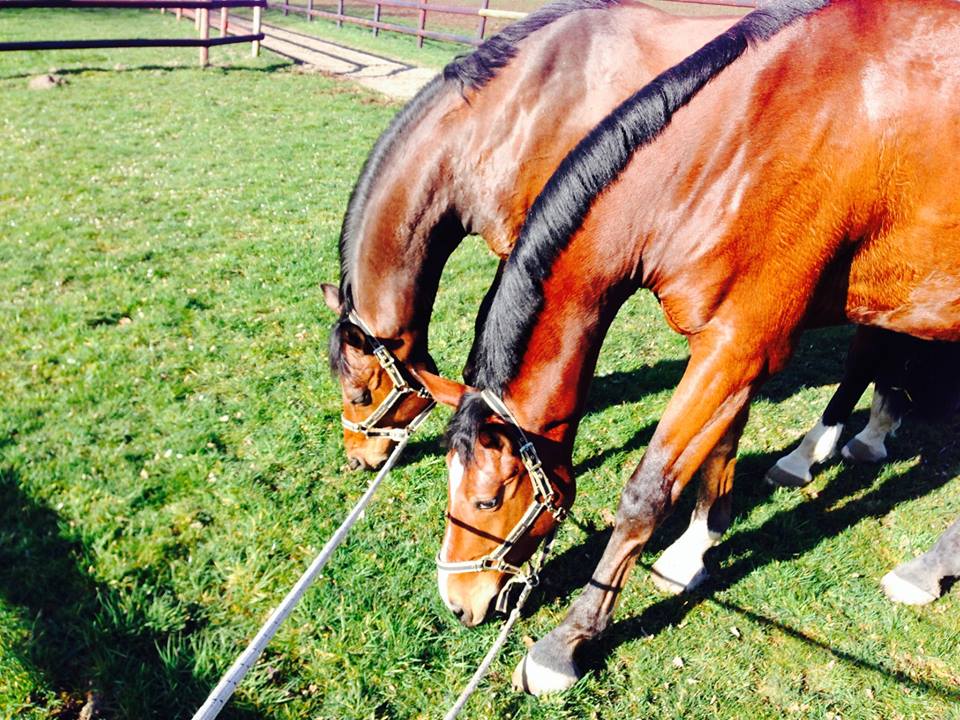 Tour von Freudenfest u.d. Pr.u.StPrSt. Tavolara v. Exclusiv  - Foto: Beate Langels - Trakehner Gestt Hmelschenburg