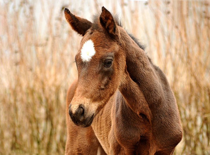 Trakehner Filly by High Motion out of Elitemare Vicenza by Showmaster - Foto Beate Langels - Gestt Schplitz