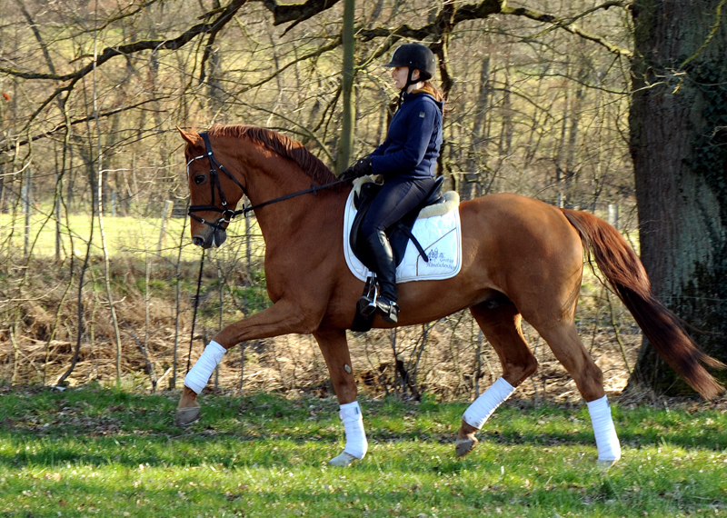 Zauberdeyk von Van Deyk und Pia  - Foto: Beate Langels - Trakehner Gestt Hmelschenburg