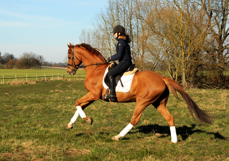 Zauberdeyk von Van Deyk und Pia  - Foto: Beate Langels - Trakehner Gestt Hmelschenburg