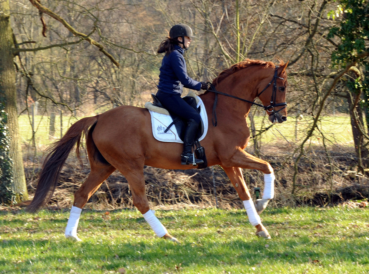 Trakehner Hengst Zauberdeyk v. Van Deyk - Friedensfrst - Trakehner Gestt Hmelschenburg - Foto: Beate Langels