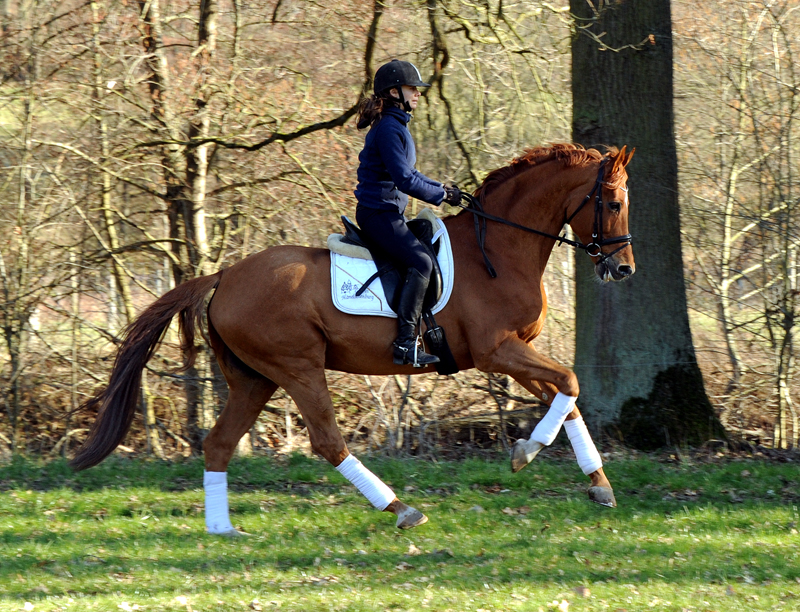 Zauberdeyk von Van Deyk und Pia  - Foto: Beate Langels - Trakehner Gestt Hmelschenburg