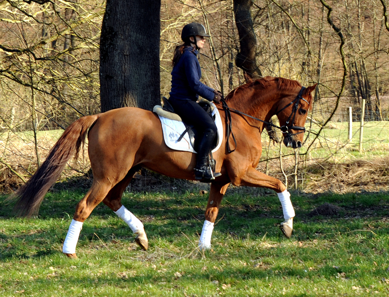 Zauberdeyk von Van Deyk und Pia  - Foto: Beate Langels - Trakehner Gestt Hmelschenburg