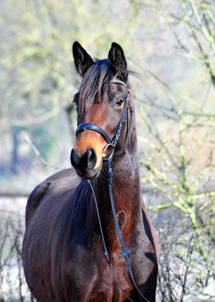 Stute v. Schpitzer u.d. Pr.St. Schwalbe's Beauty v. High Motion - Foto: Beate Langels
