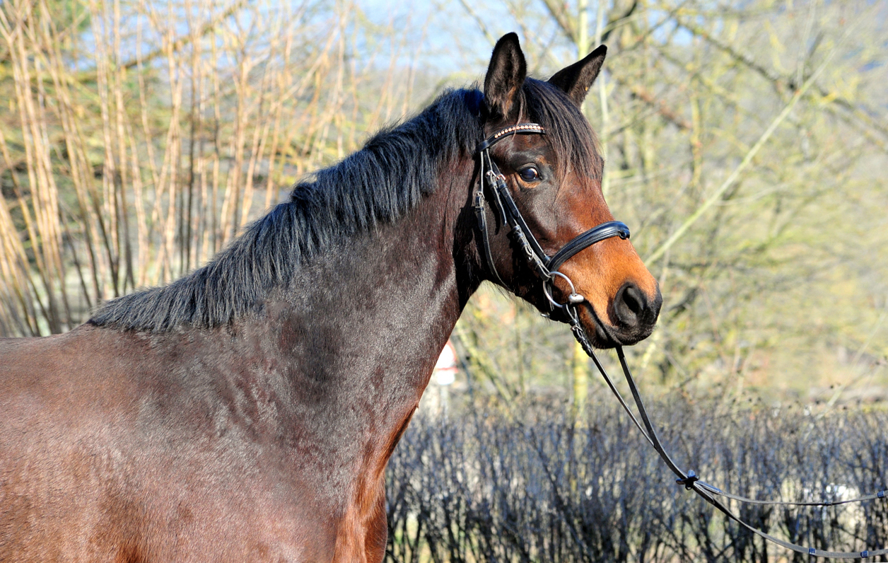 Schwalbe's Primavera v. Schpitzer u.d. Pr.A. Schwalbe's Beauty v. High Motion - Foto: Beate Langels