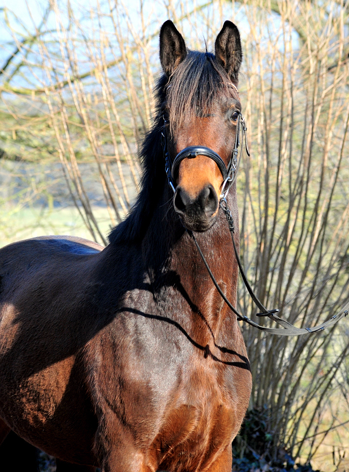 Schwalbe's Primavera v. Schpitzer u.d. Pr.A. Schwalbe's Beauty v. High Motion - Foto: Beate Langels